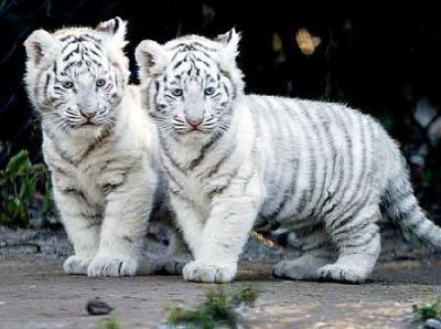 bb tigres blancs