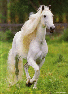 cheval espagnol chartreux
